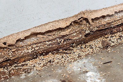 12+ Swarmer Termite Images For Fast Detection 12+ Swarmer Termite Images For Fast Detection