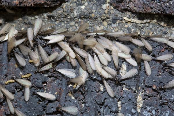 12 Termite Bite Facts To Stay Safe