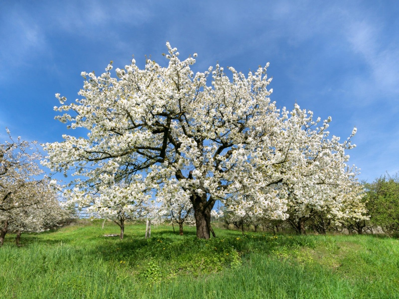 12 White Flowering Trees For Beautiful Landscapes