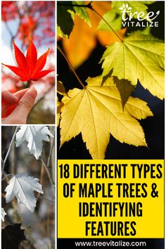 18 Different Types Of Ash Trees Their Identifying Features