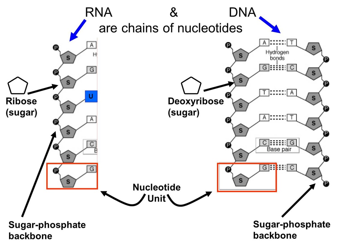 2 Functions For Nucleic Acids