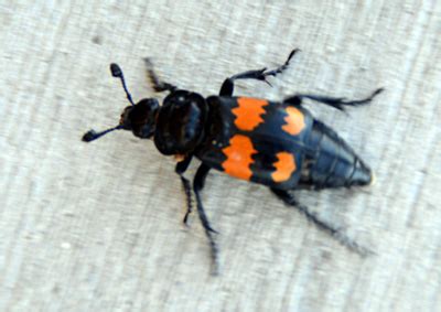 6 Legged Bugs Life On 12 Acres 6 Legged Bugs Life On 12 Acres