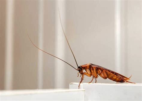 6 Legged Insects Id Guide 12 Examples Photos The Buginator 6 Legged Insects Id Guide 12 Examples Photos The Buginator