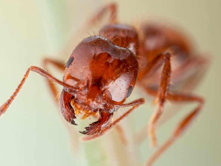 7 Pharaoh Ant Bite Symptoms To Identify Quickly