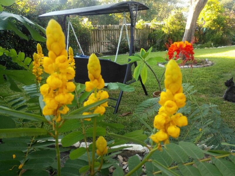 7 Pride Of Barbados Secrets For Stunning Blooms