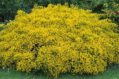 7 Yellow Bushes Blooming Tips For Perfect Gardens