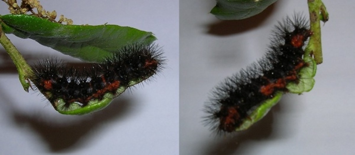 8 Black Fuzzy Caterpillar Facts For Easy Id