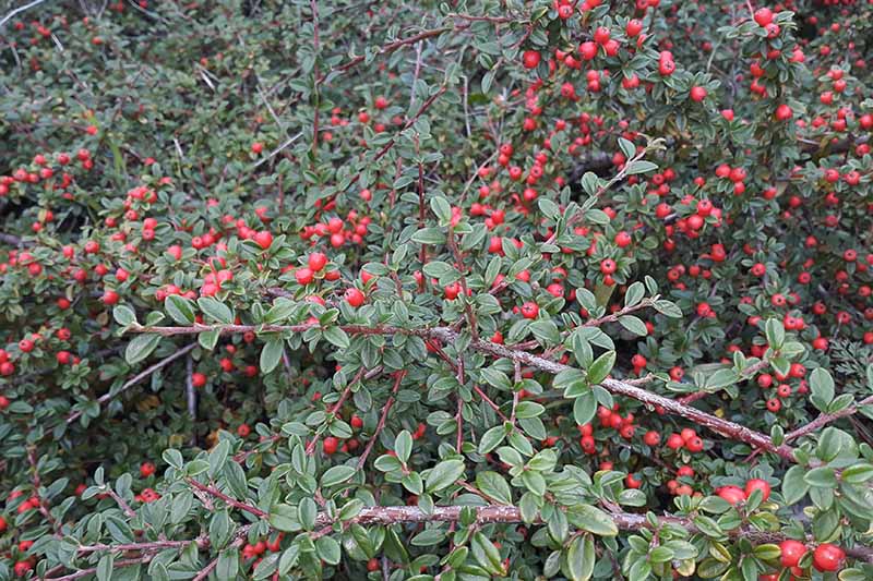 8 Cotoneaster Varieties That Thrive Easily