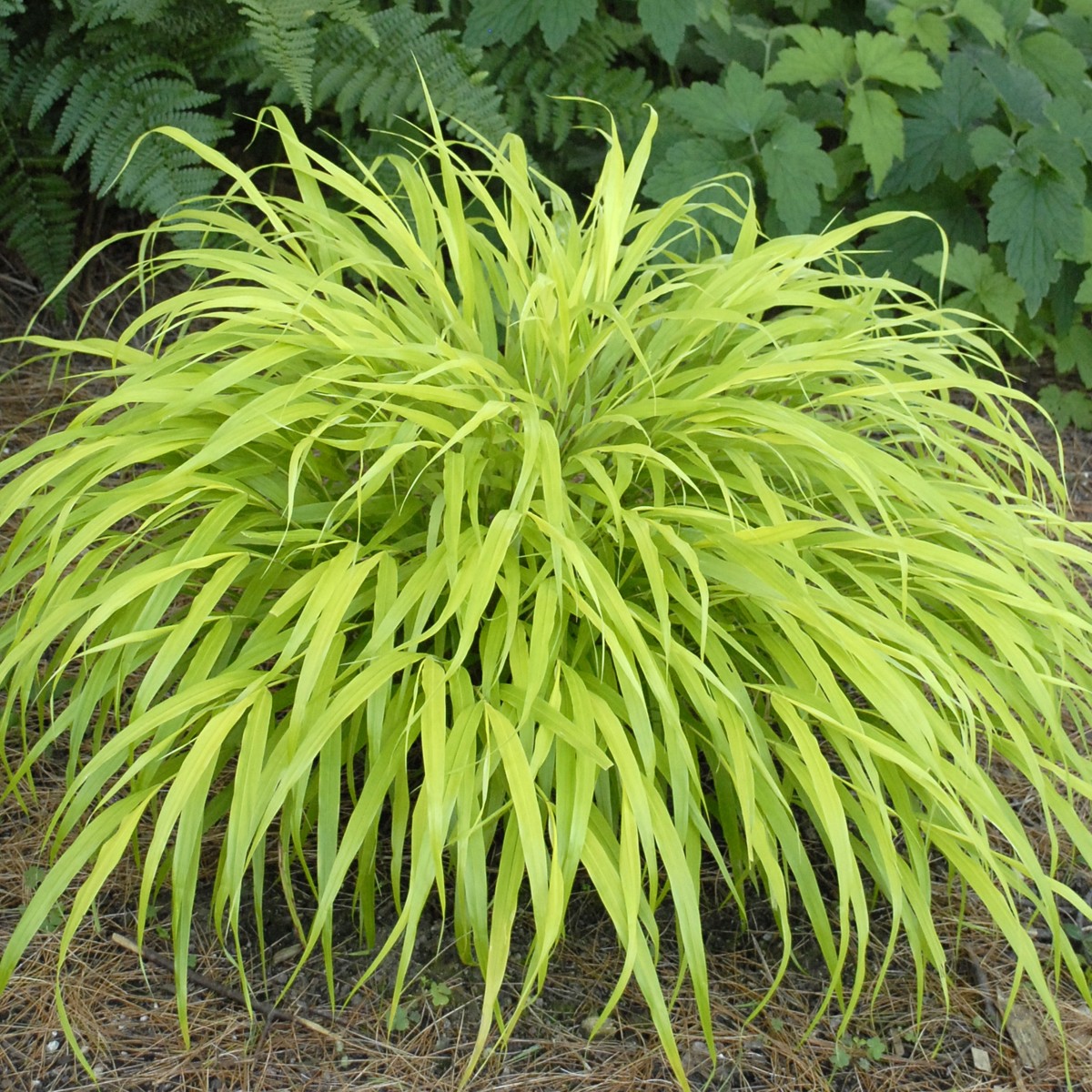 All Gold Japanese Grass