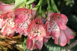 Alstroemeria Toxic To Cats