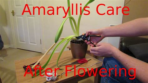 Amaryllis Bulb Care After Bloom