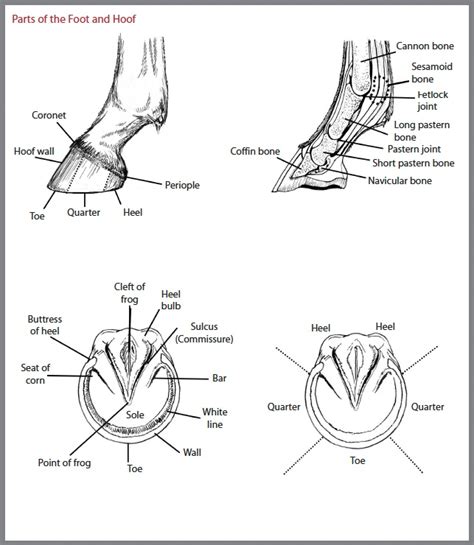 Anatomy Of A Horses Hoof