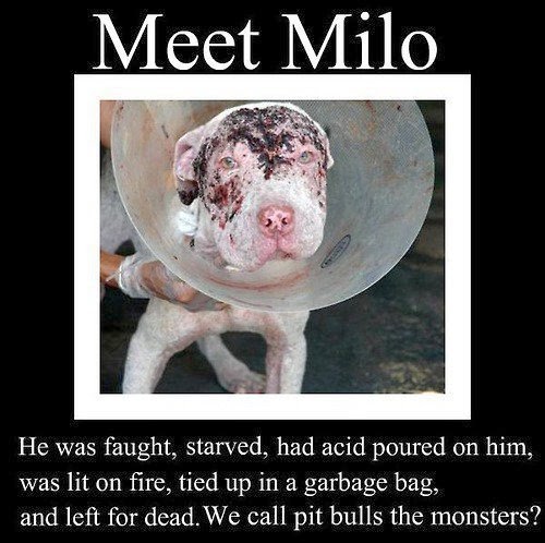 Animal Abuse Facts: Know The Signs