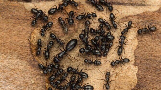Ant Types In A Colony