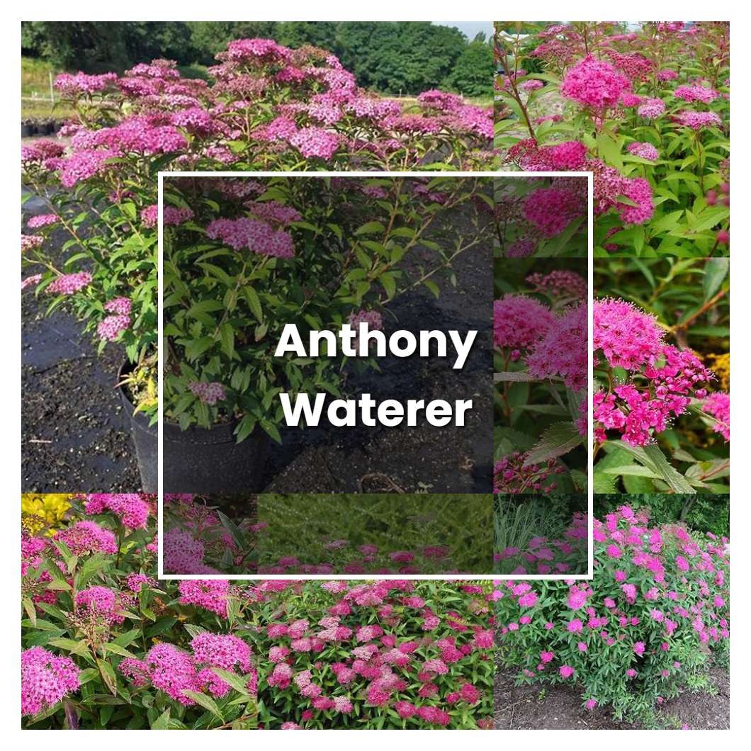 Anthony Waterer Spirea Care Tips