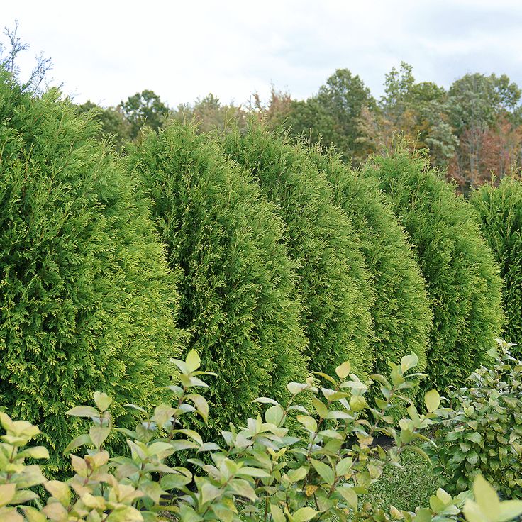 Arborvitae Plant Spacing