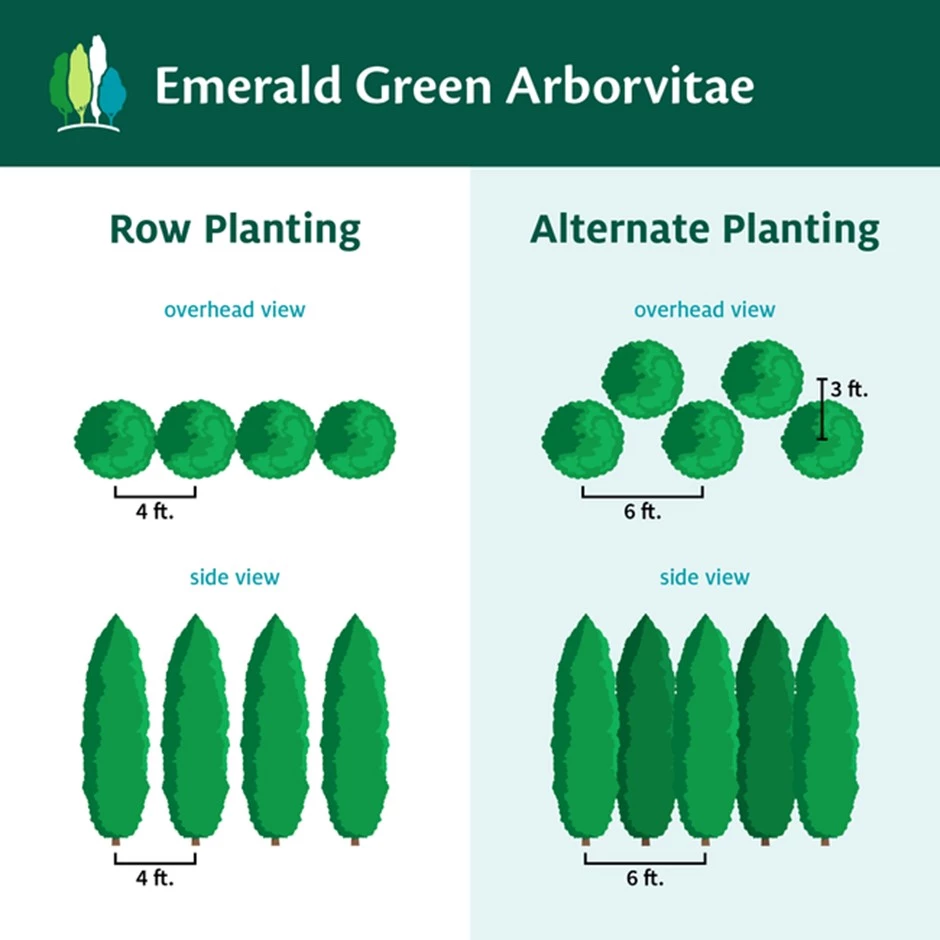 Arborvitae Planting Spacing
