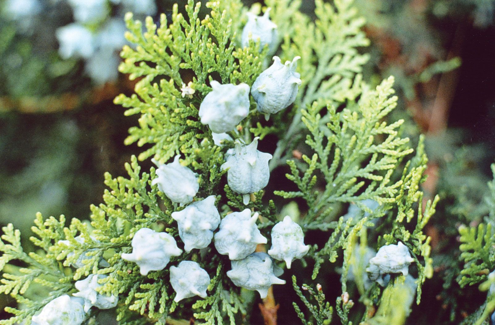 Arborvitae When To Plant Arborvitae When To Plant