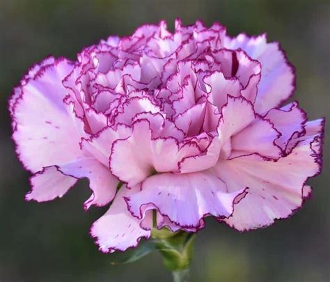 Are Carnations Toxic