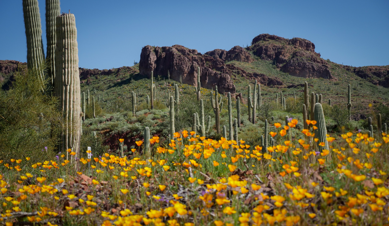 Arizona County Guide: Explore Locations