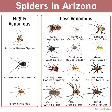 Arizona Garden Spiders