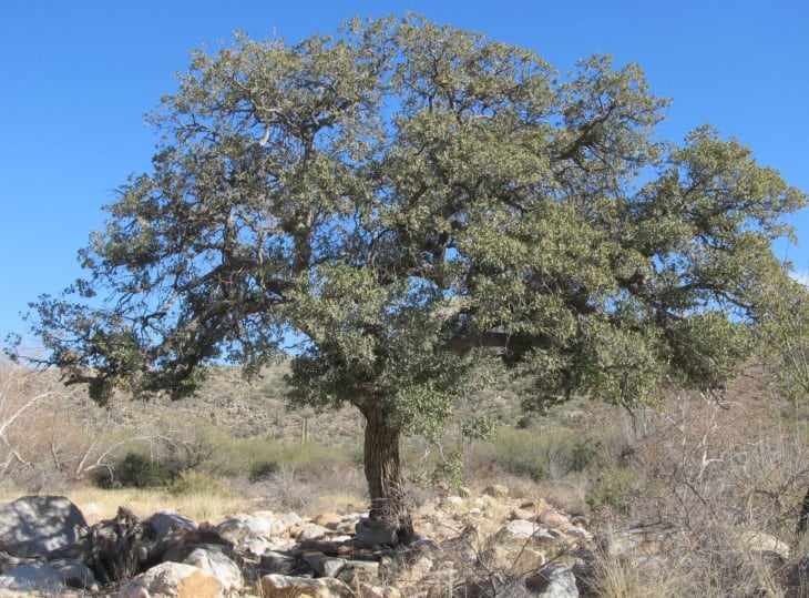 Arizona Oak Trees: Identify And Care Tips