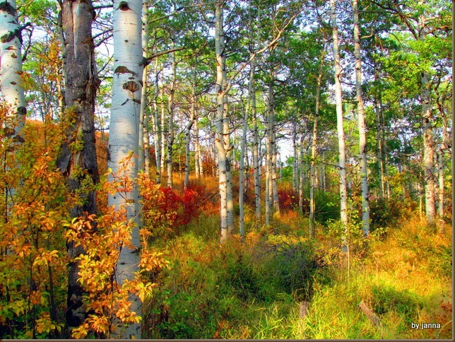 Aspen Versus Birch