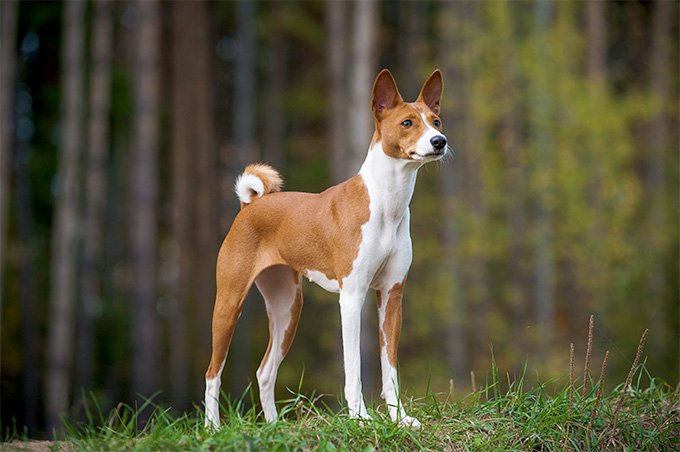Basenji Dog Lifespan