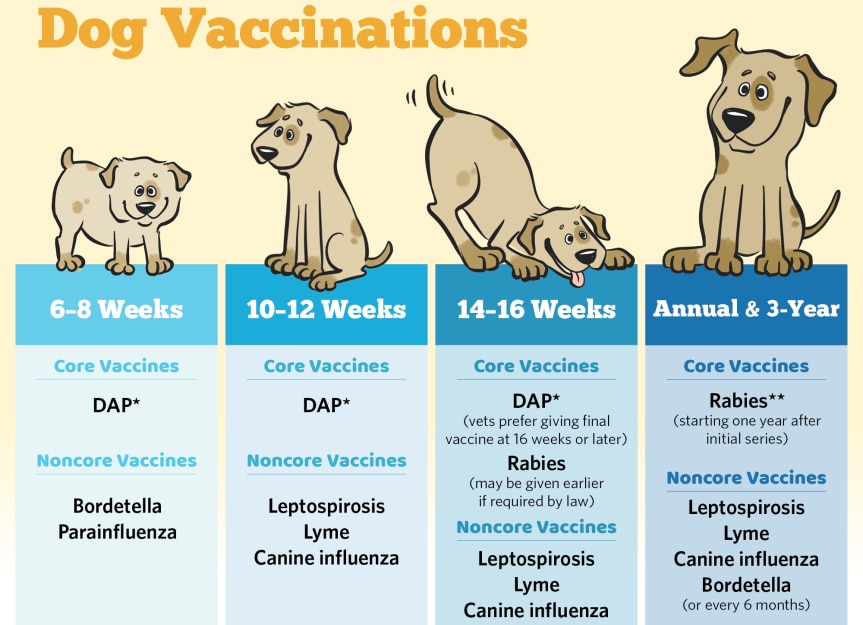 Basic Vaccine Schedule For Dogs Petmd Basic Vaccine Schedule For Dogs Petmd