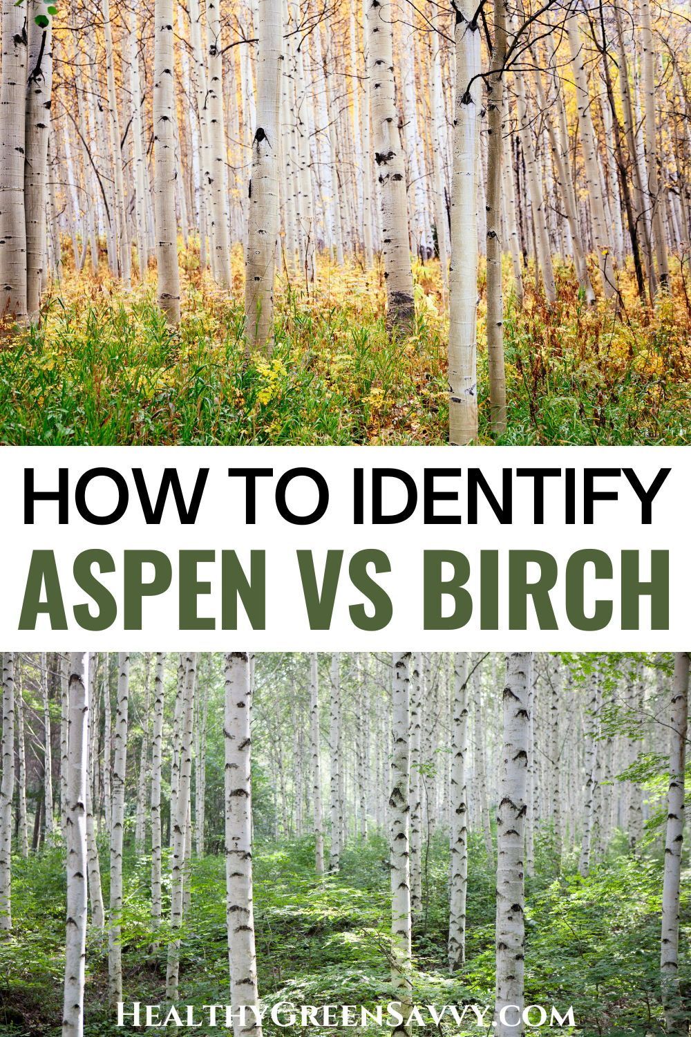 Birch Tree Vs Aspen Birch Tree Vs Aspen