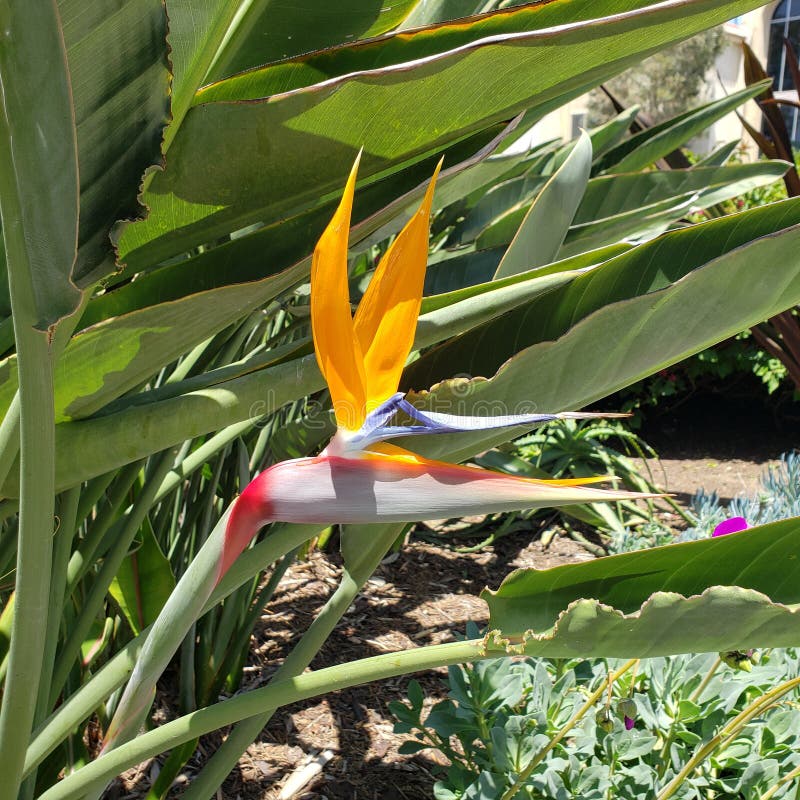 Bird Of Paradise Zone 9 Bird Of Paradise Zone 9