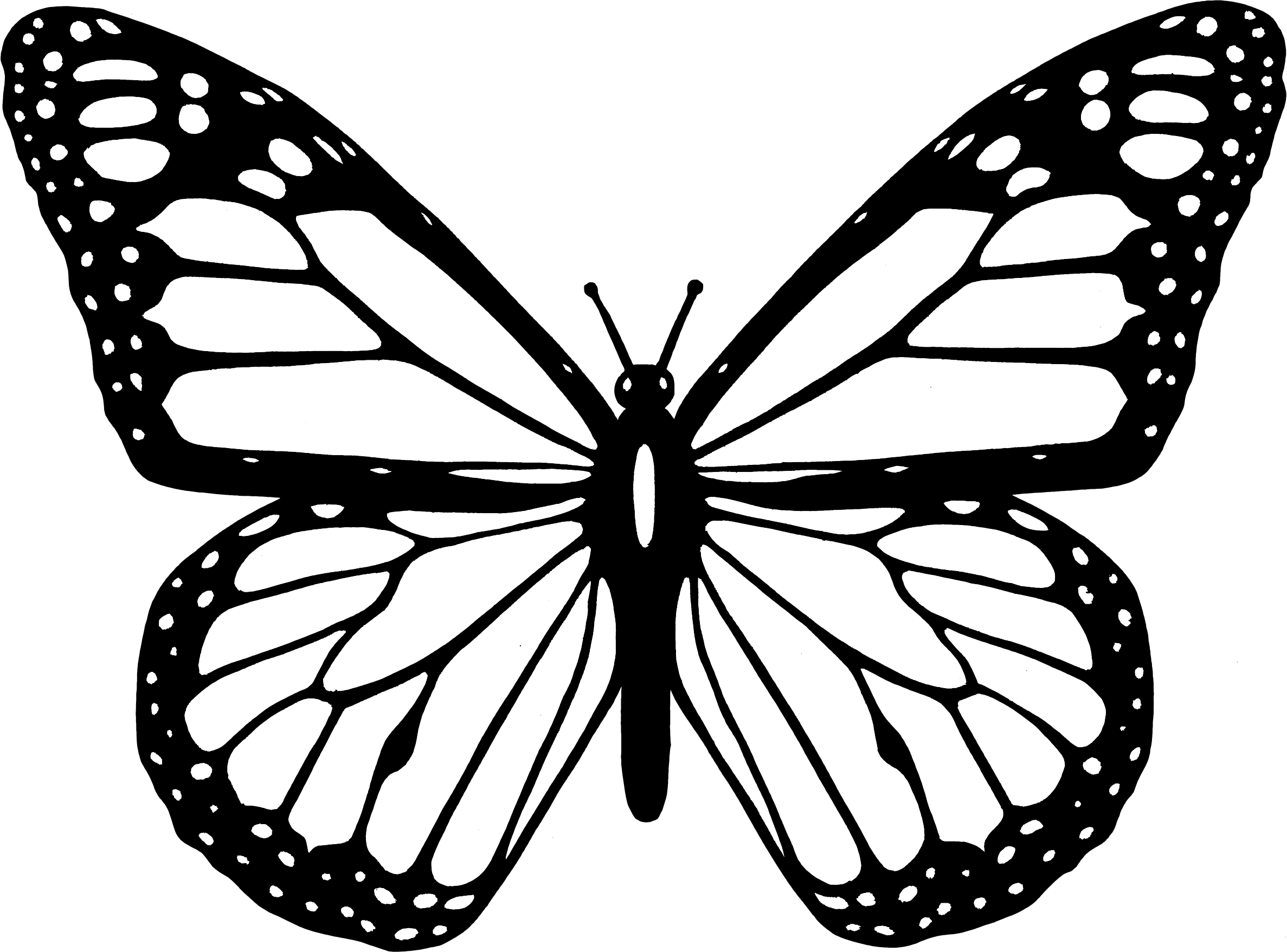 Black And White Butterfly