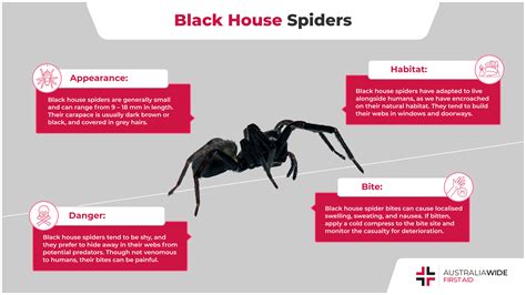 Black House Spiders In Pa: Safe Elimination Tips