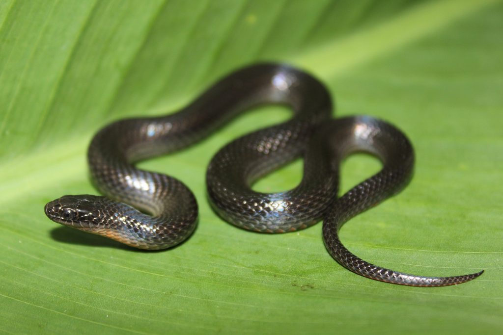 Black Snake Florida: Know Safety Precautions