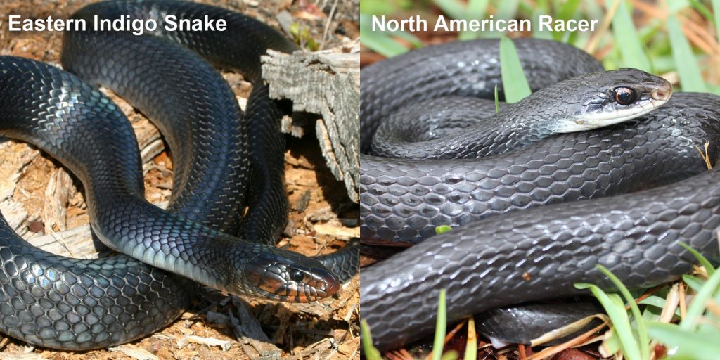Black Snake North Florida: Safety Precautions