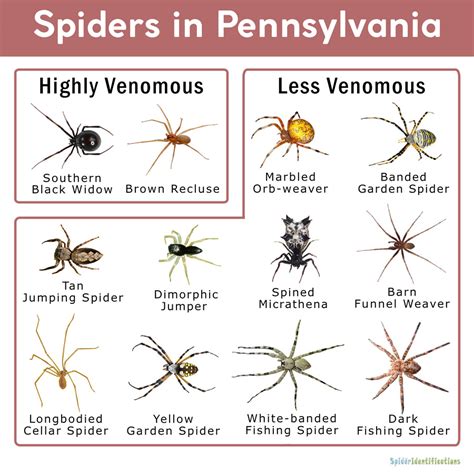 Black Spider Pa Identification Guide Black Spider Pa Identification Guide
