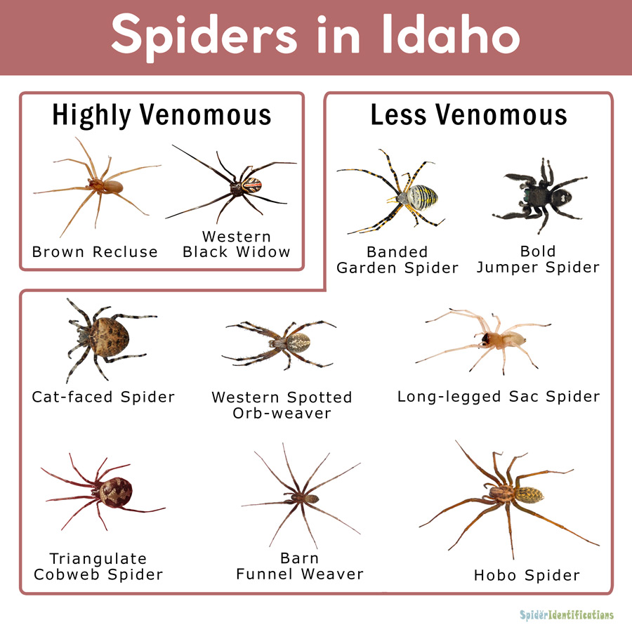 Black Spiders Pennsylvania: Identification Guide