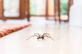 Black Spiders: Safe Removal Tips For Pa Homes Black Spiders: Safe Removal Tips For Pa Homes