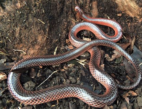 Black Stripe Snake