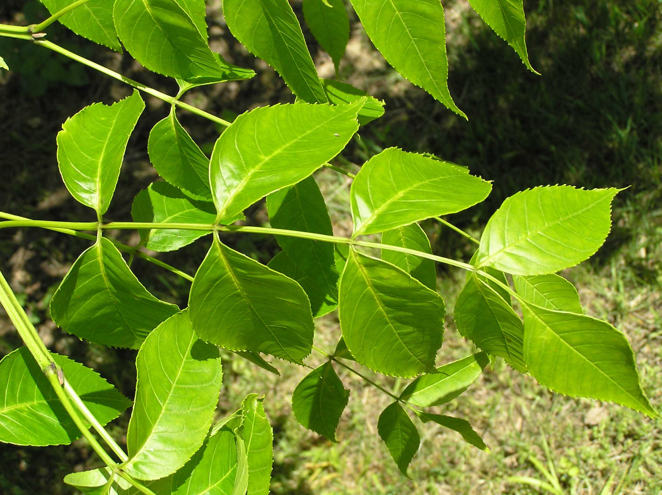 Blue Ash Tree Leaves Identified