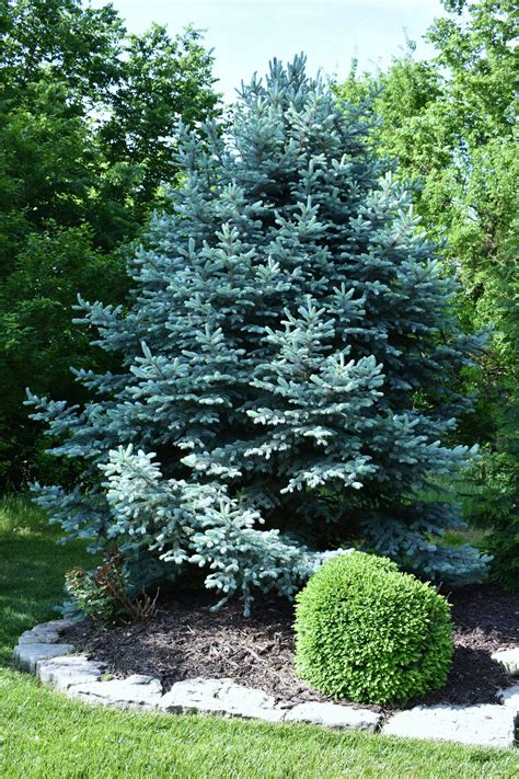 Blue Cypress Tree Blue Cypress Tree