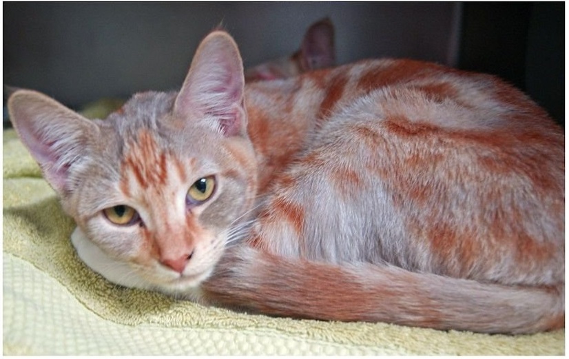 Blue On Red Tabby
