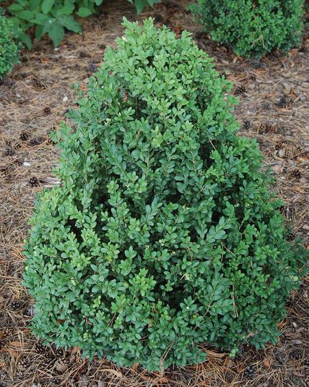 Boxwood Green Mountain Growth Rate