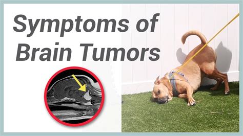 Brain Cancer In Dogs Signs