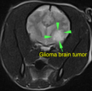 Brain Tumor Dog Symptoms
