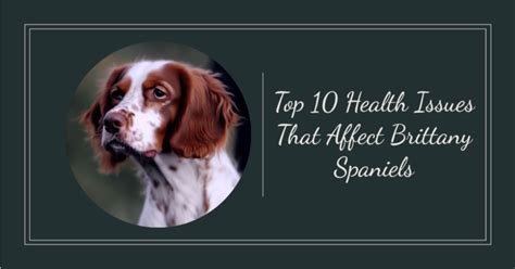 Brittany Spaniel Health Issues