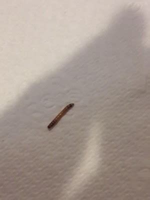 Brown House Worms Brown House Worms