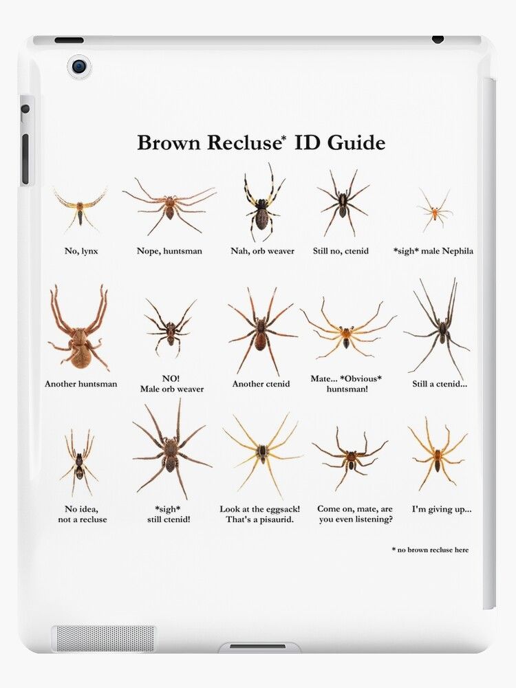 Brown Recluse Spider Id Guide