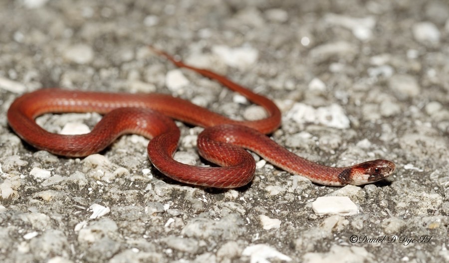 Brown Snakes In Florida
