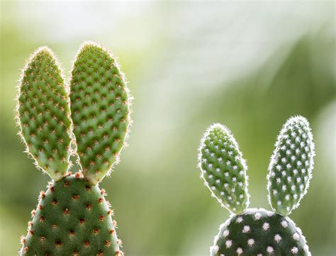 Bunny Ears Plant
